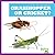 Grasshopper or Cricket? (Bu...