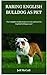 RARING ENGLISH BULLDOG AS P...