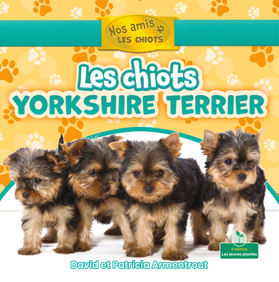 Les chiots yorkshire terrier (Yorkshire Terrier Puppies)