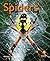 Spiders