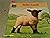 Baby lamb (A Golden look-look nature book)