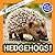 Hedgehogs!: A My Incredible...