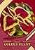 Coleus Plant: Plant Guide