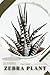 Zebra Plant: Plant Guide