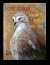 Hawk at Dusk: Selected SE W...