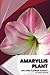 Amaryllis Plant: Become flo...