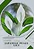 Japanese Peace Lily: Plant ...
