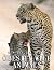 A Photo Book Of Obesity Wild Animals by Carolyn Armstrong