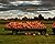 Pumpkins