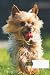 dog composition notebook wi...
