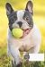 dog composition notebook wide ruled by Felicia Berry