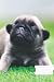composition notebook wide ruled puppy dog by Felicia Berry