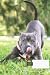 dog composition notebook wi...