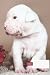 dog composition notebook wi...