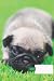 dog composition notebook wi...