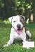 dog composition notebook wi...