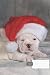 dog composition notebook wi...