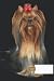 dog composition notebook wi...