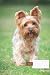 dog composition notebook wi...