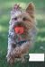 dog composition notebook wi...