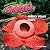 Whoa!: Freaky Plant Facts