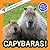Capybaras!: A My Incredible...