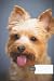 dog composition notebook wi...