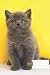 Cat Composition Notebook Wi...