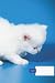 Cat Composition Notebook Wi...