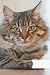 Cat Composition Notebook Wi...