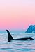 Killer Whale Notebook