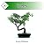 Trees: Montessori Readers