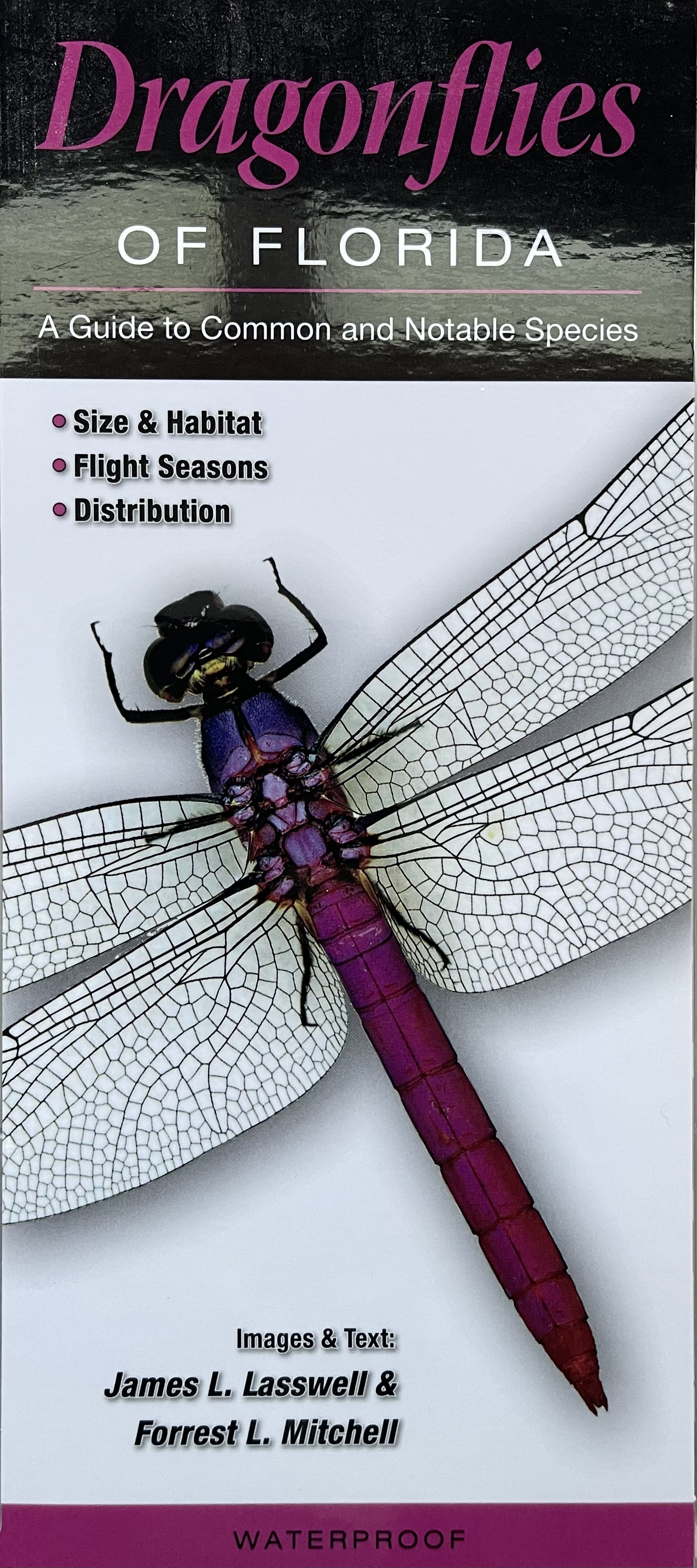 Dragonflies of Florida