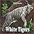 white tigers Calendar 2023 by Carla Martinez