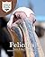 Pelicans: Junior Field Guide