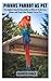 PIONUS PARROT AS PET: A Com...