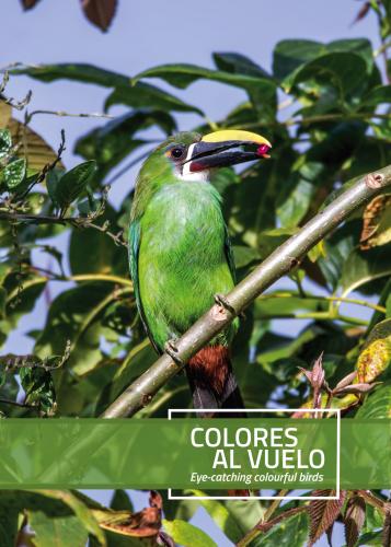 Colores al vuelo