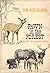 Fawn in the Forest and other Wild Animal Stories