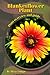 Blanketflower Plant: Plant ...