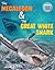 The Megalodon and the Great...