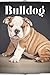 Bulldog: Dog Breed guide