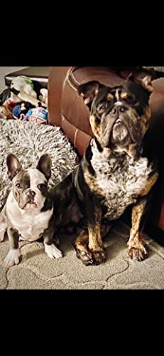 Jeter and Fiona's Adventure: A Tale of Friendship and Fun (Kindle Edition)