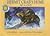 Hermit Crab's Home: Safe in a Shell - a Smithsonian Oceanic Collection Book