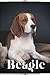 Beagle: Dog breed overview ...