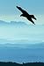 Eagle Sky Notebook