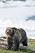 Grizzly Bear Notebook