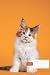 dog composition notebook wi...