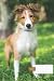 dog composition notebook wi...