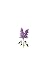 23 purple flowers: it is su...