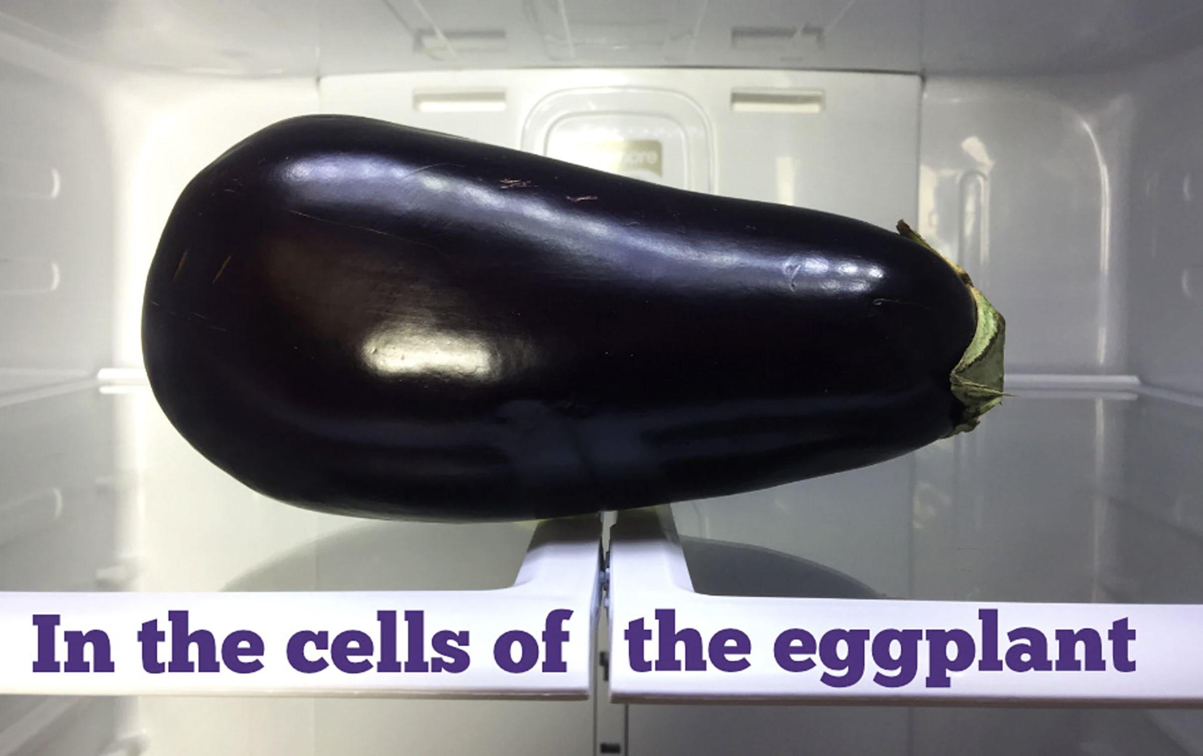 In the Cells of the Eggplant
